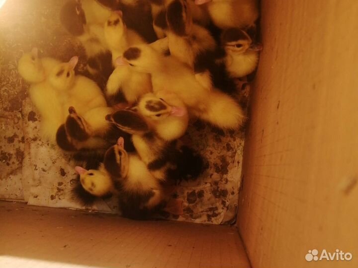 Индоутенок