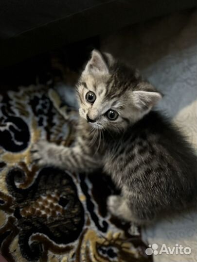 Котенок в добрые руки