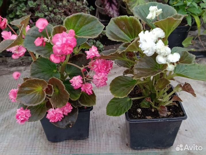 Бегония вечноцветущая махровая