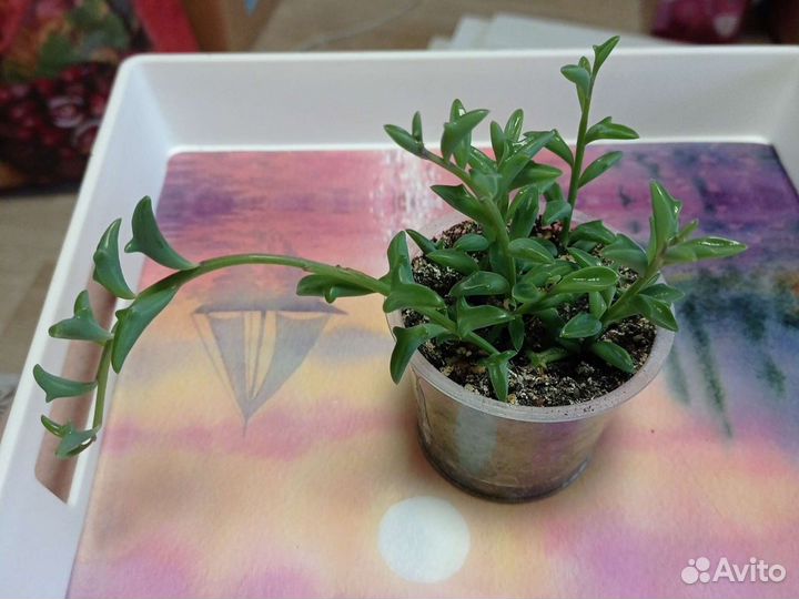 Крестовник перегринус, прыгающие дельфинчики