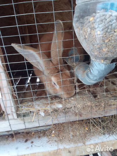 Кролики на племя и на мясо