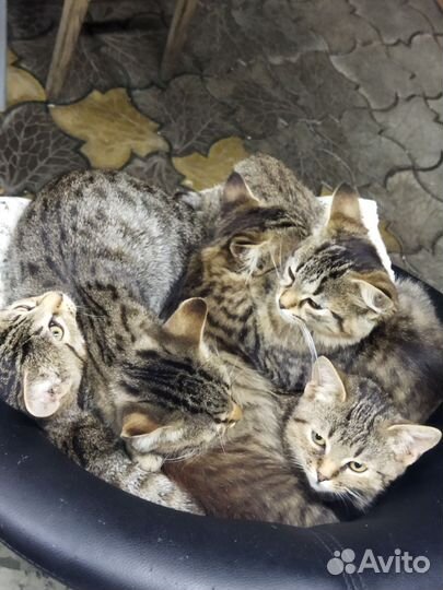 Котята в добрые руки