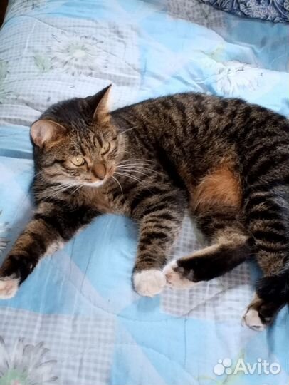 Нашли кота