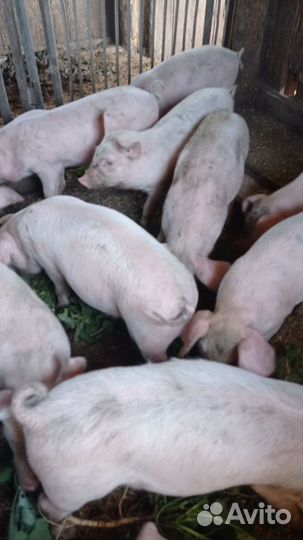 Поросята 1 месяц