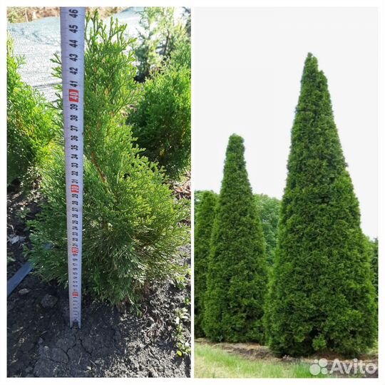 Туя смарагд саженцы