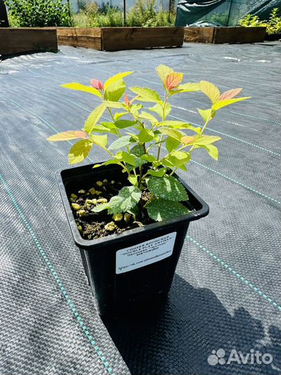 Спирея японская разные сорта