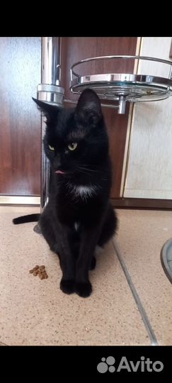 Кот в добрые руки