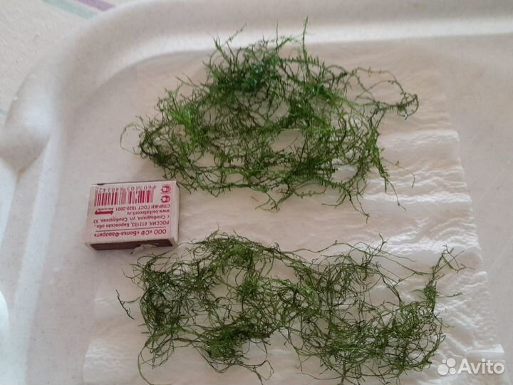 Мох для аквариума