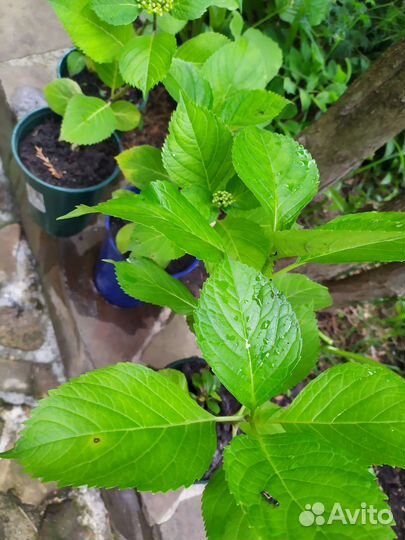 Гортензия крупнолистная саженцы