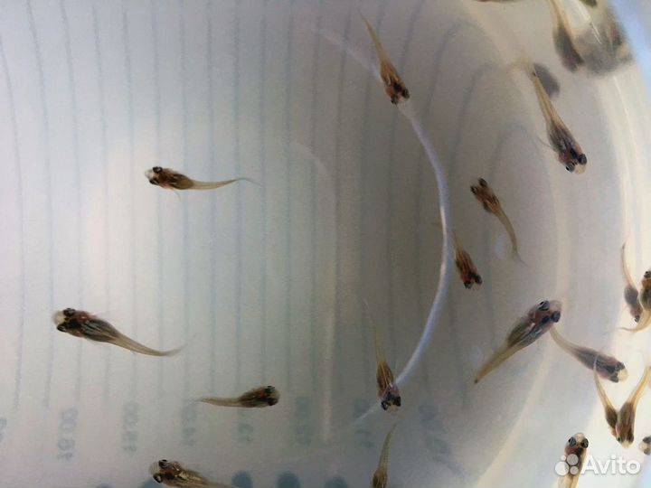 Рыбки мальки гуппи