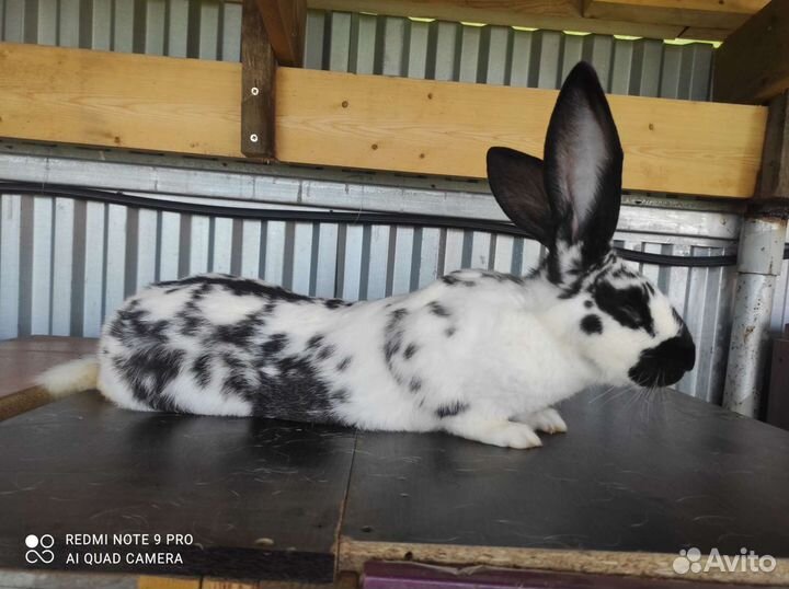 Кролики породы фландр и бабочка