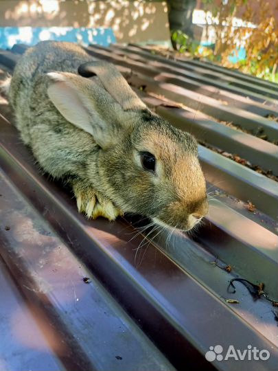 Кролики мясных пород