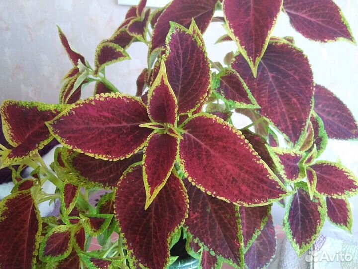 Пеларгония герань, колиус