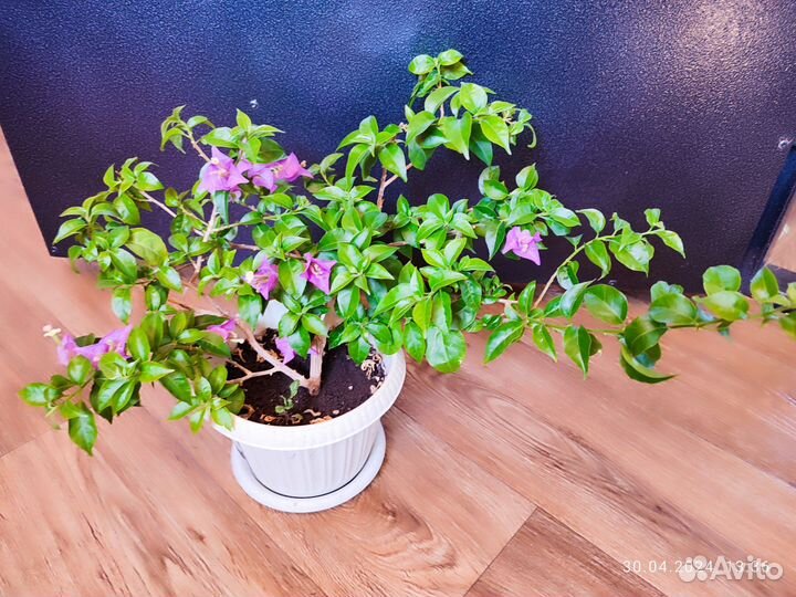 Бугенвилия