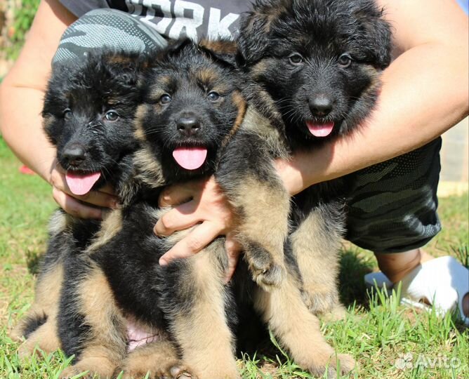 Красивейшие щенки дш овчарки