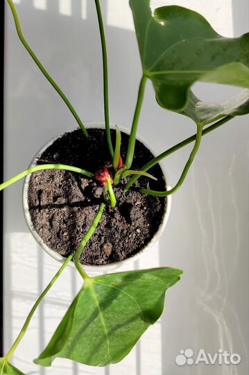 Антуриум (мужское счастье) комнатный цветок