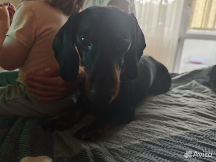 Такса в добрые руки