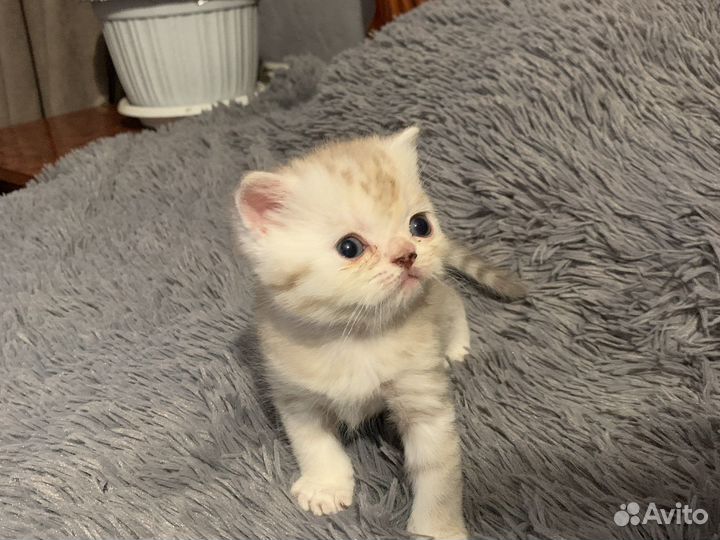 Шотландские прямоухие котята