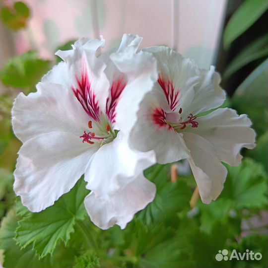 Пеларгония герань королевская