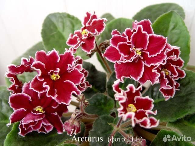 Детки фиалки Arcturus