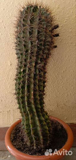 Кактус 40 см