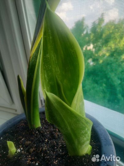 Сансевиерия голден флейм