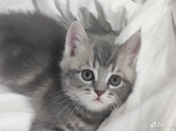 Шотландские прямоухие котики