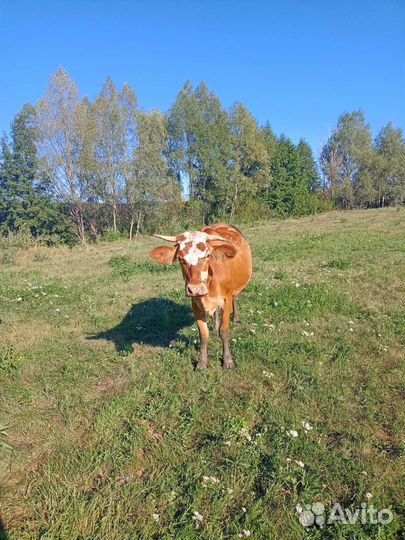 Телка 3 года