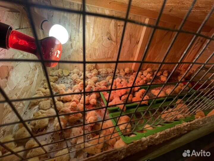 Перепелки 3-х суточные