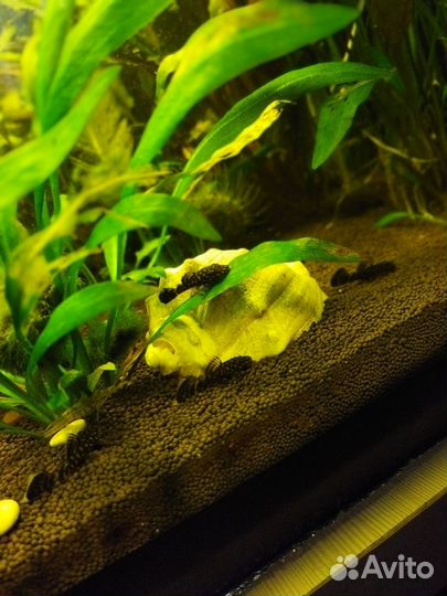 Анциструс (молодняк)