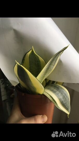 Сансевиерия Ханни Голд и Грин