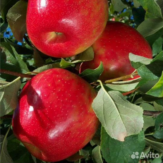 Синап Алма - Атинский саженцы