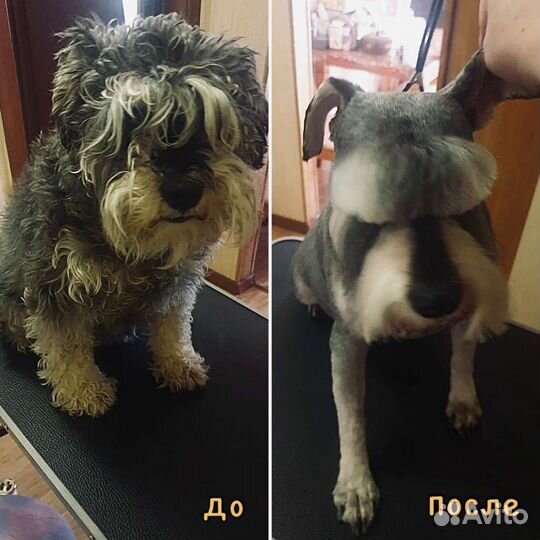 Стрижка собак