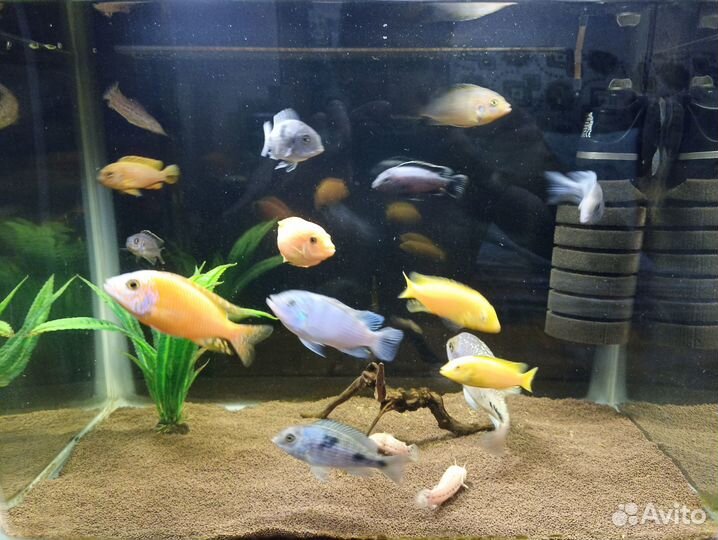 Аквариум с рыбками