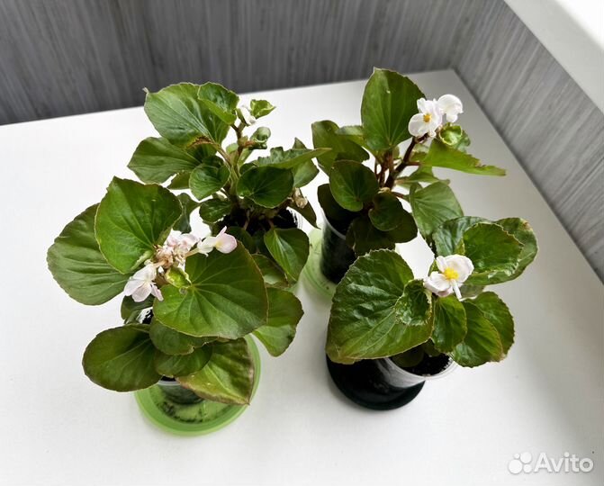 Бегония вечноцветущая