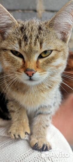 Красивые кошки