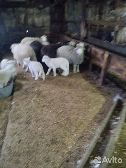 Овцы бараны ягнята