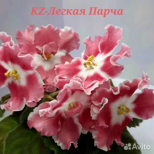 Фиалки набор №2 укоренённых листов 7 разных сортов