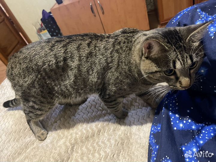 Отдадим кота в добрые руки