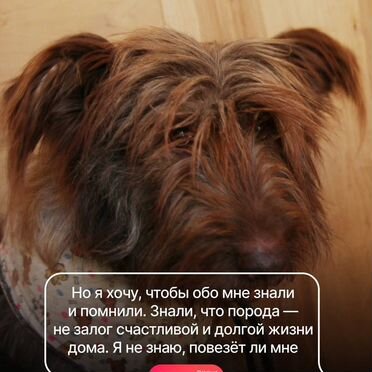 Бриар, взрослая собака