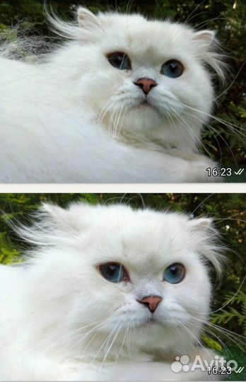 Длинношерстный кот вязка ns1233