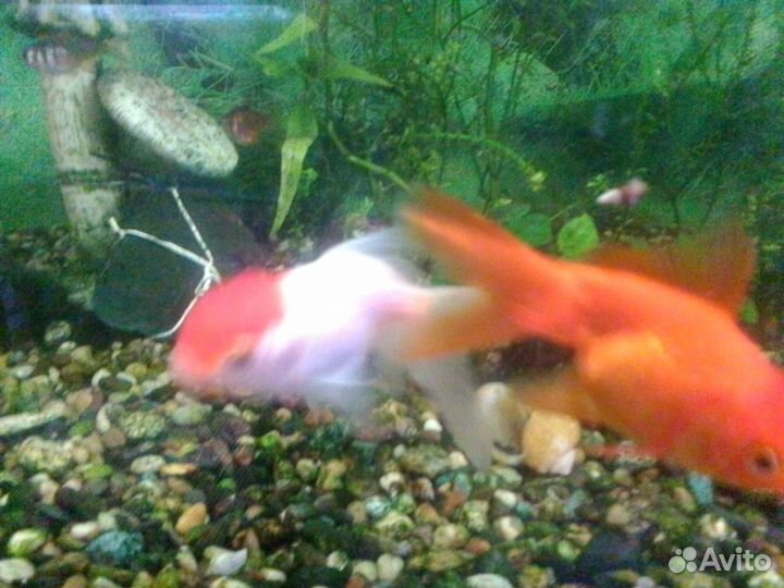 Оранды,цихлиды,Нигры,Горны,петушки,гуппи