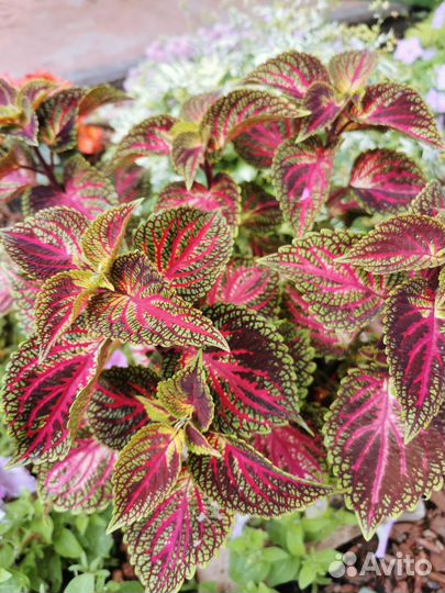 Колеусы вегетативные