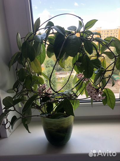 Хойя взрослая