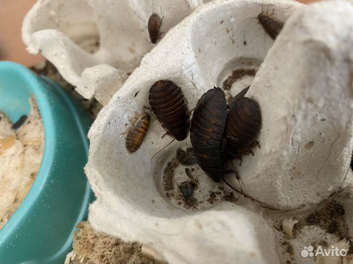 Мадагаскарские тараканы