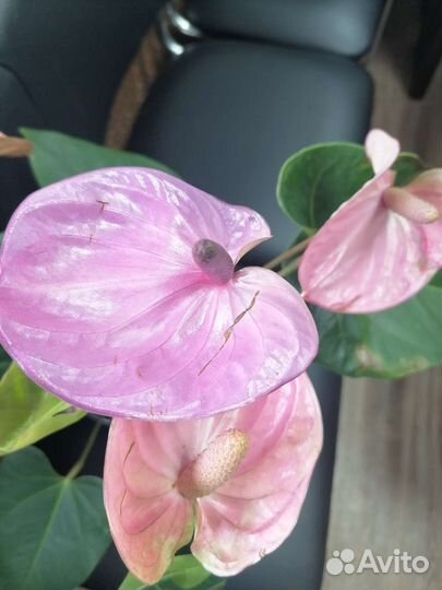 Антуриум Кавалли