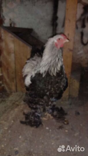 Петух брама