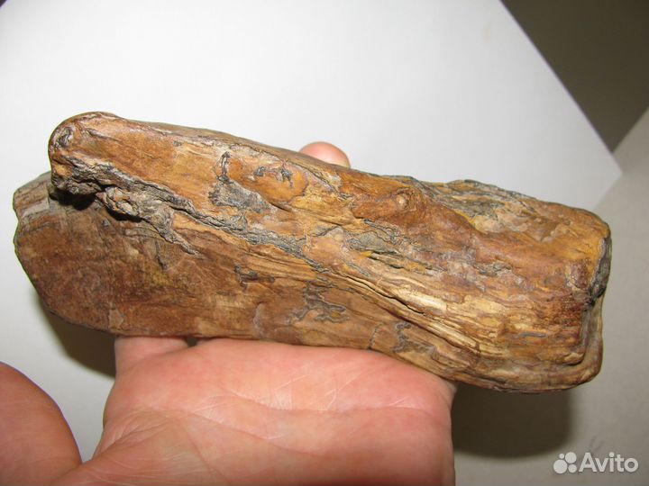 Окаменелое дерево (в коллекцию)