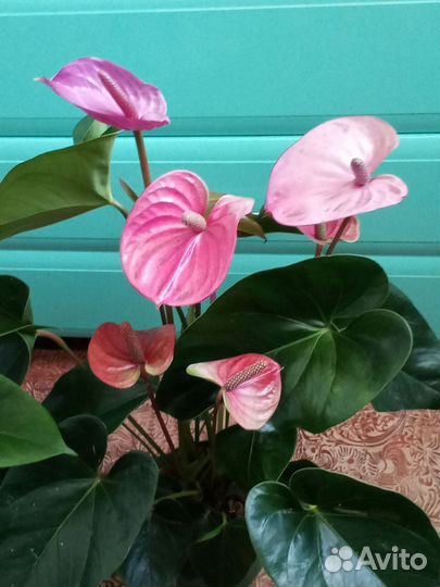 Антуриум Кавалли