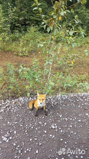 Трансфер,Тур выходного дня, Туризм о. Итуруп